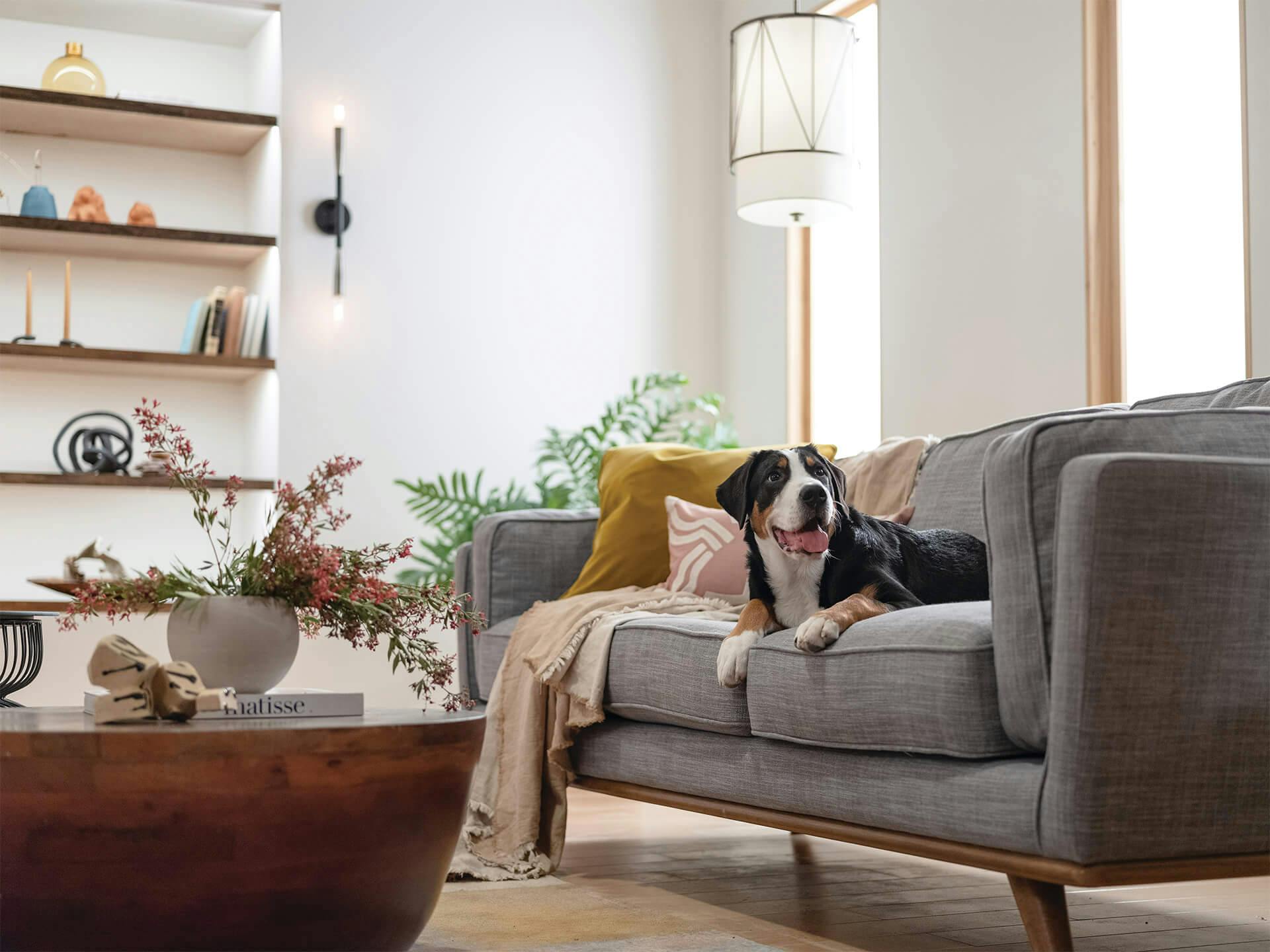 Living room featuring a dog on a couch with a Birkleigh pendant above and a Branches sconce shining on the wall behind it