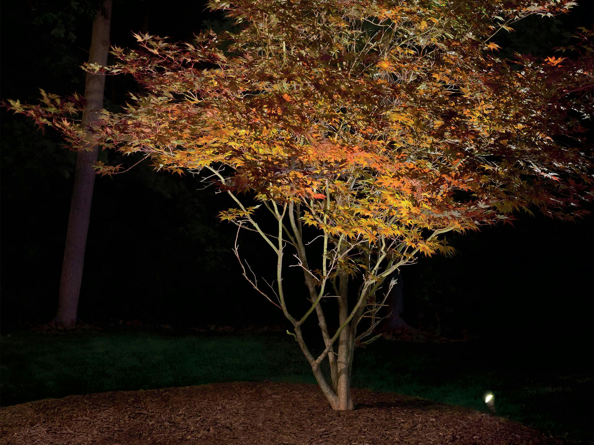 12v LED lighting a tree at night
