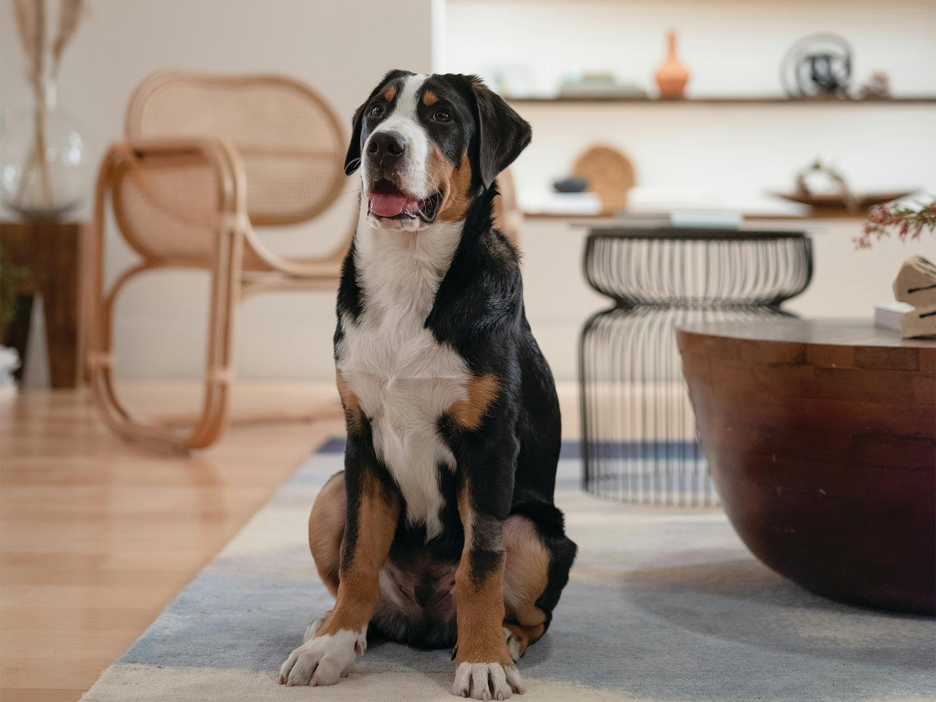 Lifestyle image of a living room with a dog sitting in the room on the rug with 