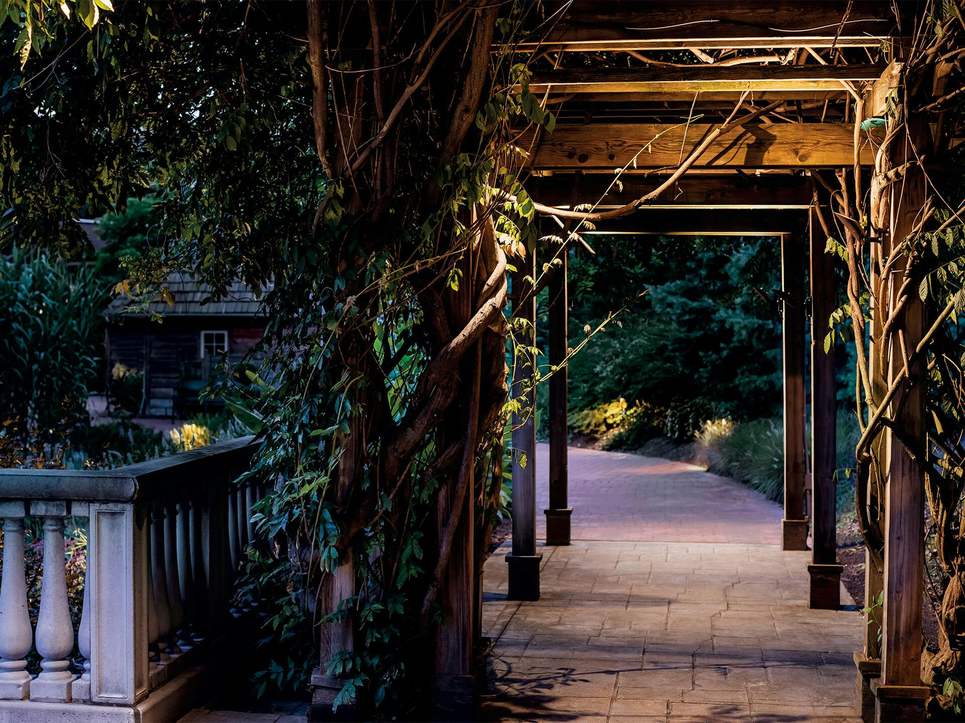 Akron Zoo's walking path at night with overhanging vines with uplighting