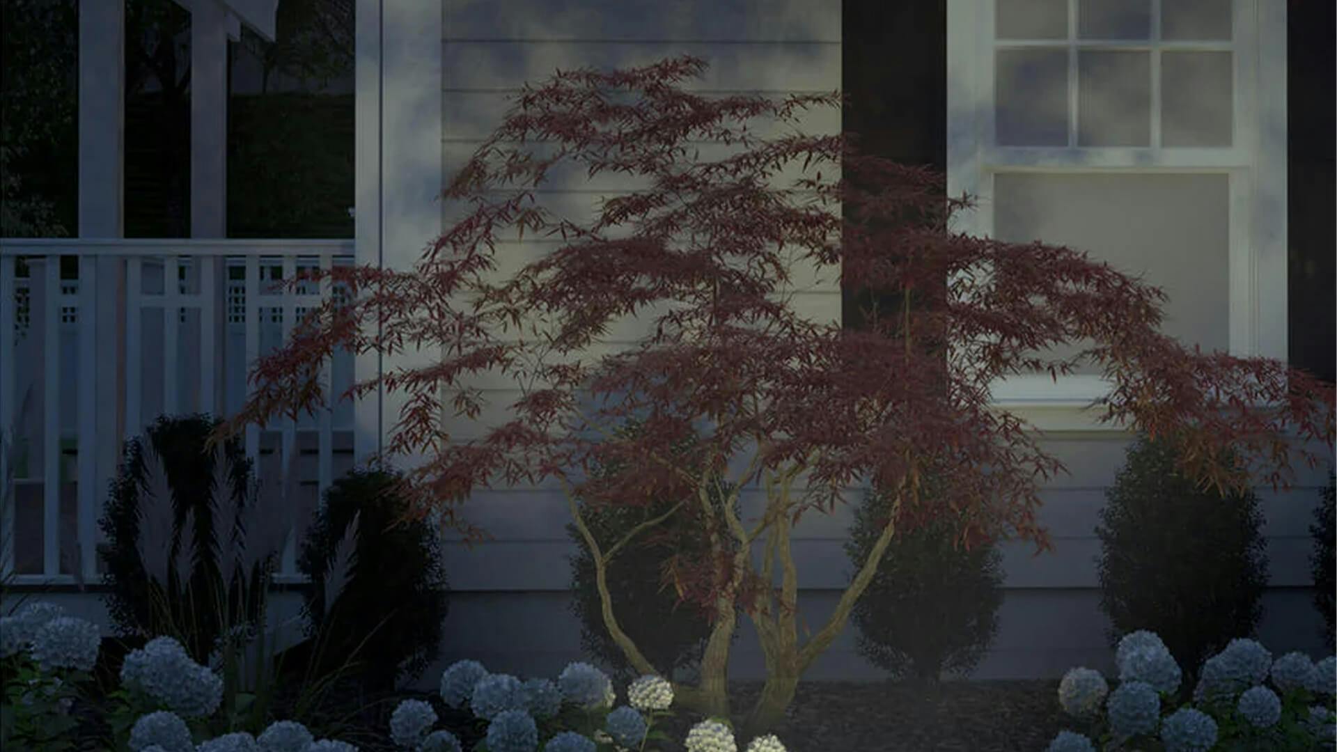 In ground up lighting on a japanese maple tree.