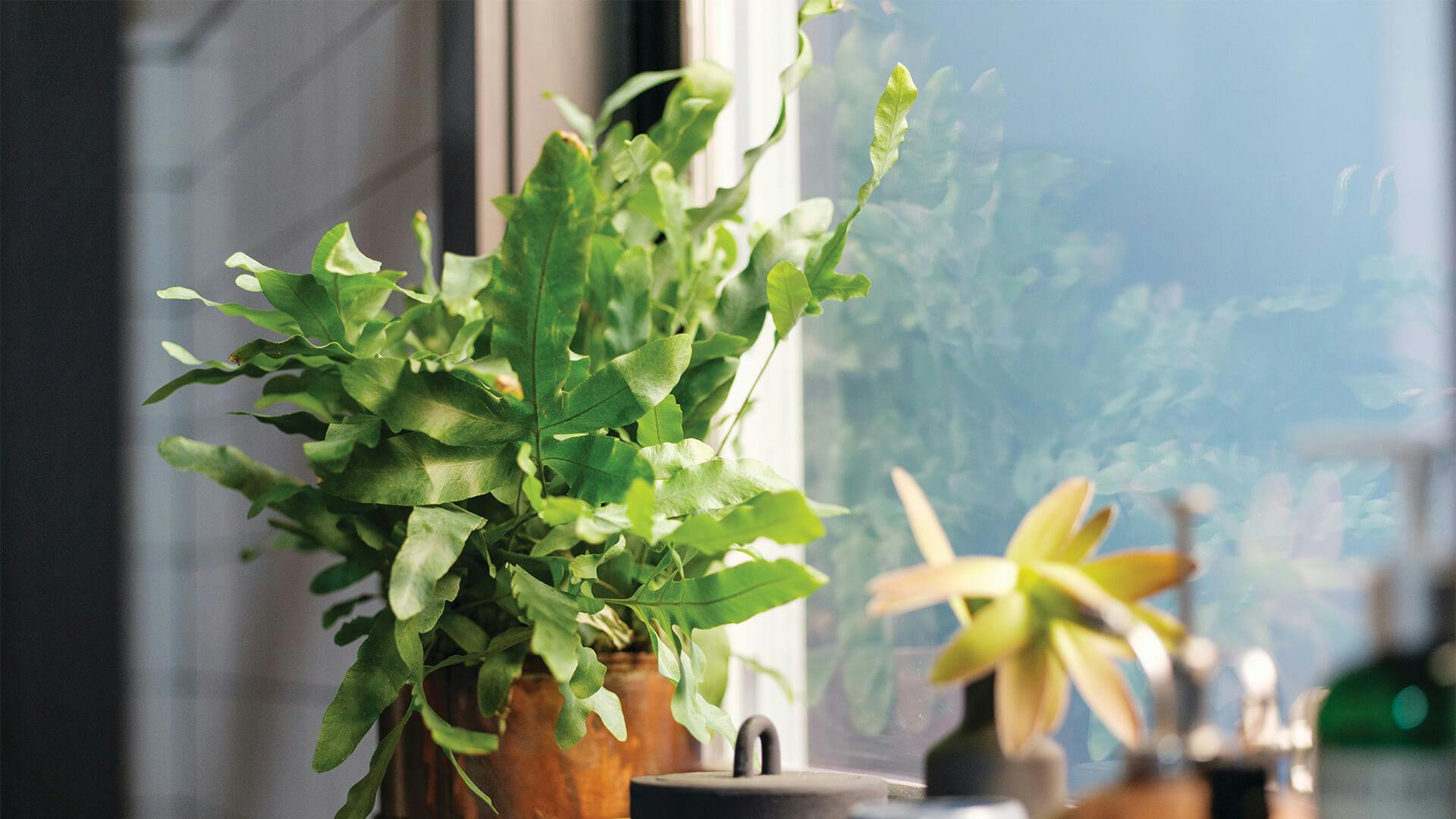 Plant sitting on a window sill