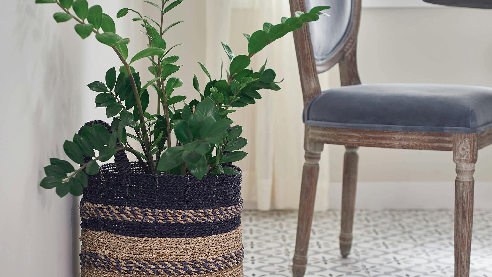 Decorative image of a potted plant inside a dining room with velvet chair in background