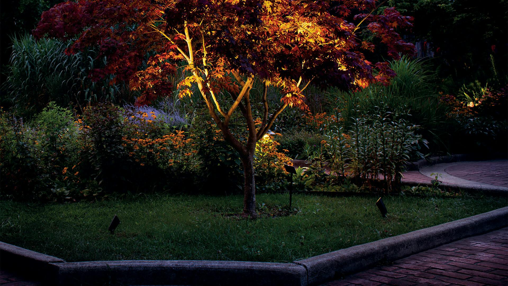 Garden patch with a maple tree with uplights
