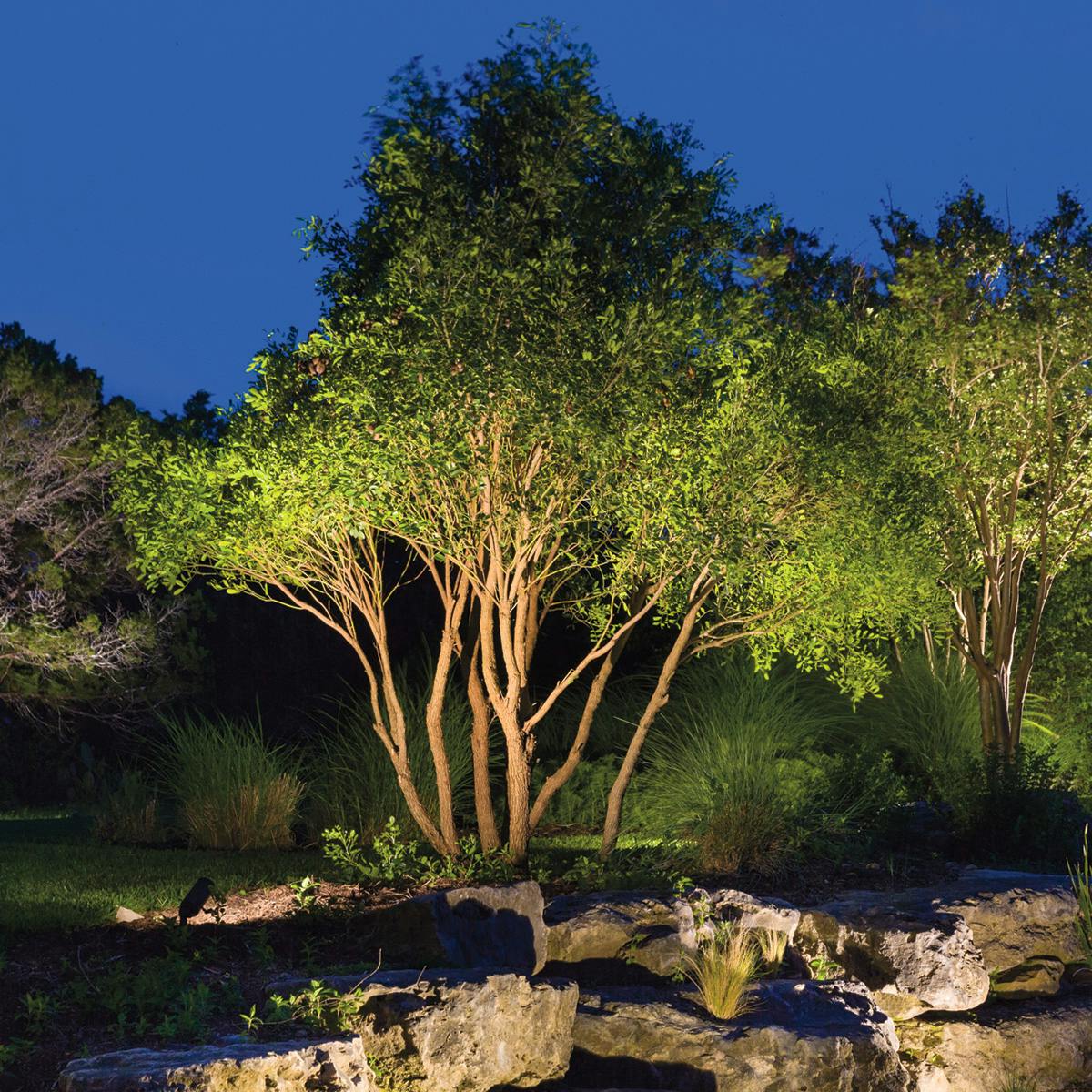 Night time backyard trees illuminated by landscape accent lights