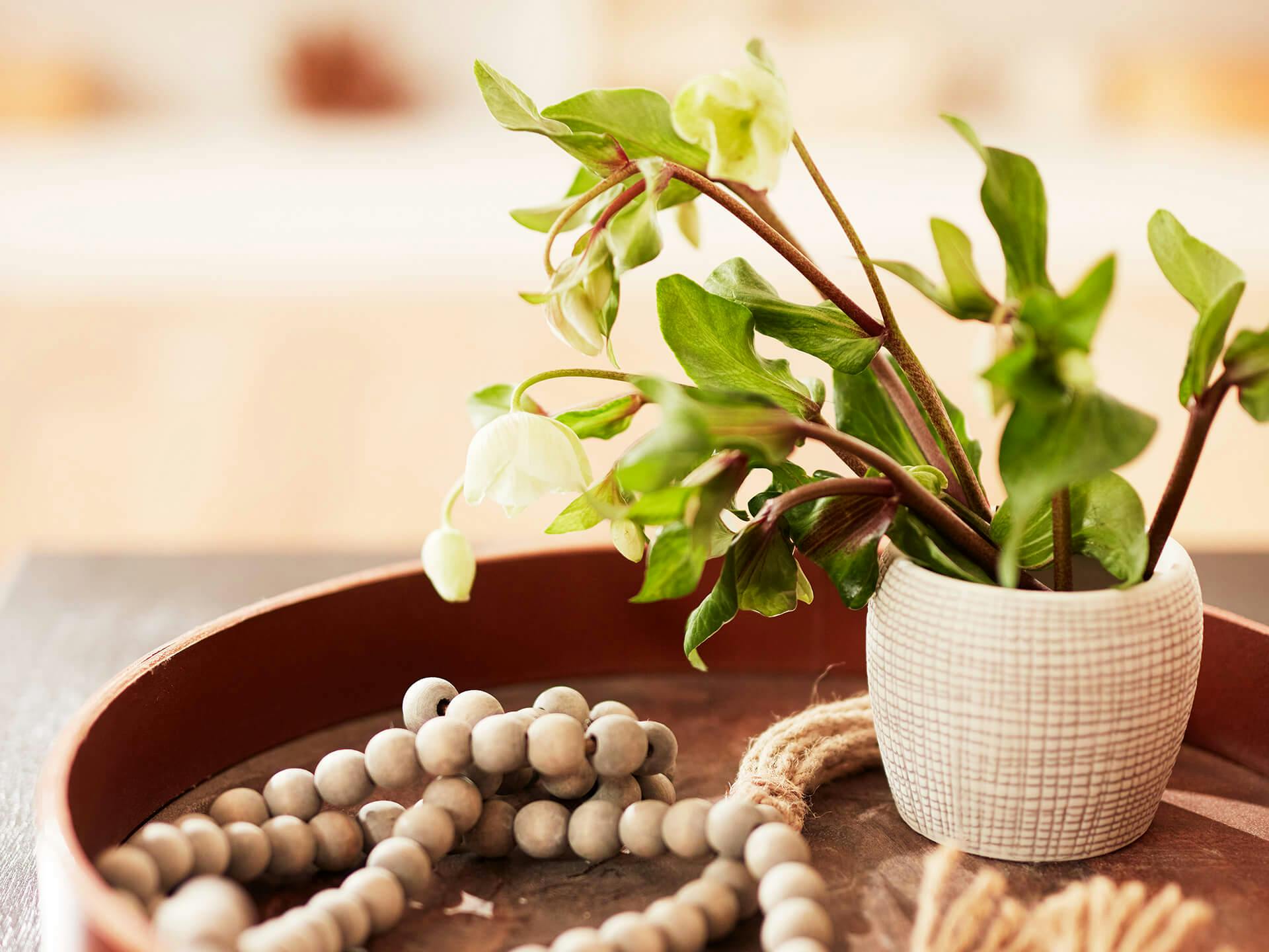 Close up of a wooden round tray with white beads and white vase with a green plant